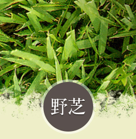 日本芝の種類 下嶋芝生