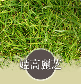 日本芝の種類 下嶋芝生
